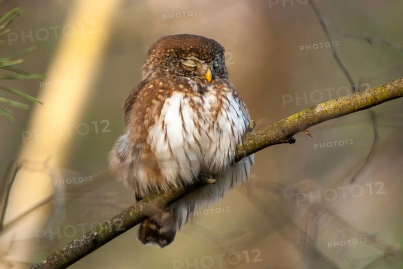 Glaucidium passerinum, pygmy owl, passerine owl, birds, owls, strigiformes, birds