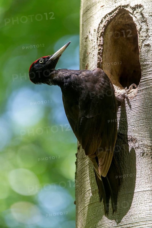 Black Woodpecker, Dryocopus Martius, Black Woodpecker, Birds, High Size, Portrait, Male, Piciform, Woodpecker, Birds, Woodpecker
