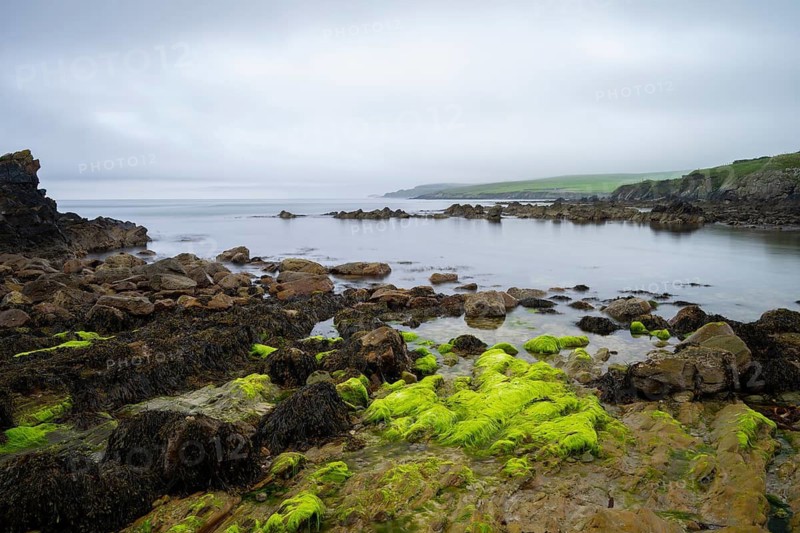 Rocky coastal landscape with seaweed growth in the intertidal zone, Shetland Islands, Scotland, Great Britain