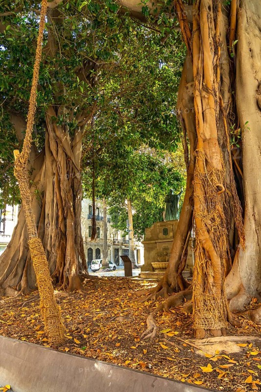 Large ficus trees with aerial roots and lush green foliage standing in a public park, surrounding a historical statue with old buildings and parked cars in the background