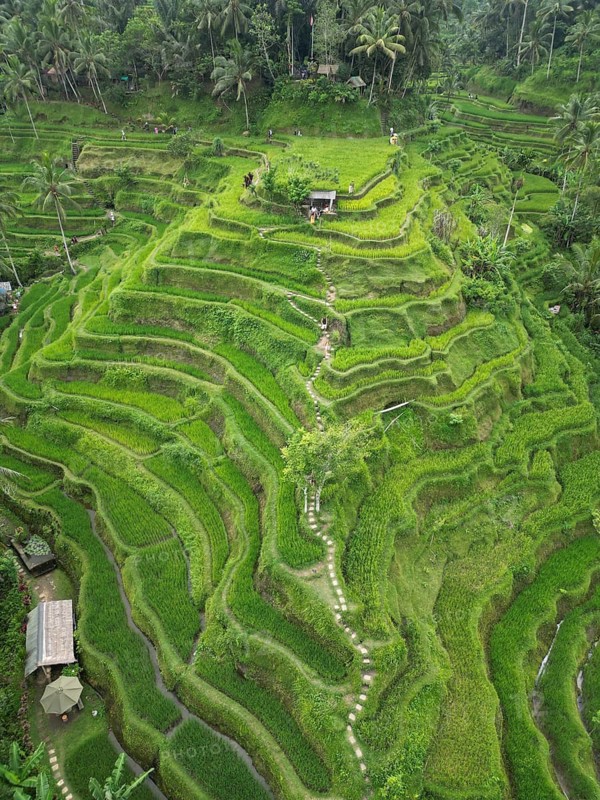 Default, close-up of green rice terraces with lush vegetation and rolling hills, aerial view of rice terraces near Ubud, Bali, Indonesia, Southeast Asia