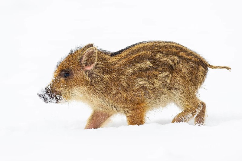 Wild boar (Sus scrofa) in the snow, fresh boar, Melle, Lower Saxony, Germany
