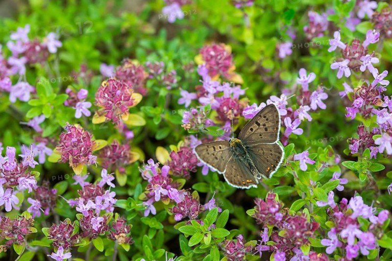 Brown moth, Lycaena tityrus, sulfur bird, sooty purple-edged copper, birds, butterfly, insects, butterfly, butterflies, butterflies