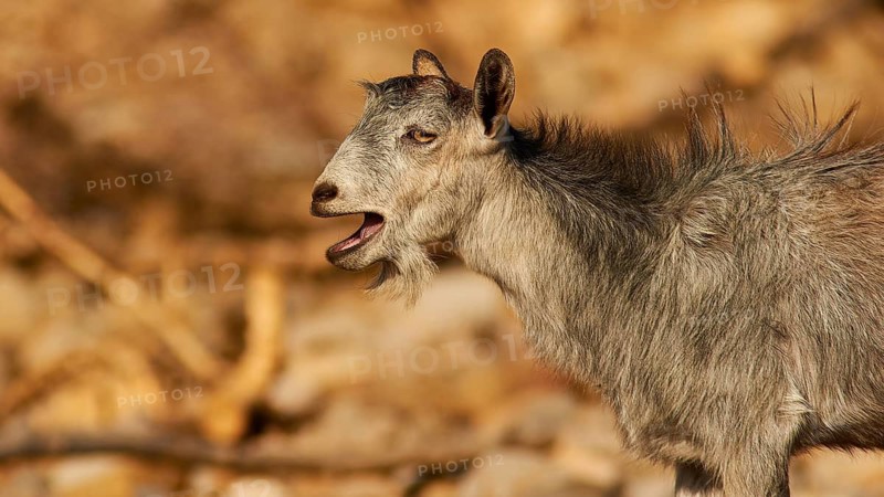 Morning light, gray goat with open mouth standing on rocky ground, Rodopou Peninsula, Rodopou, West Crete, Greek Islands, Greece