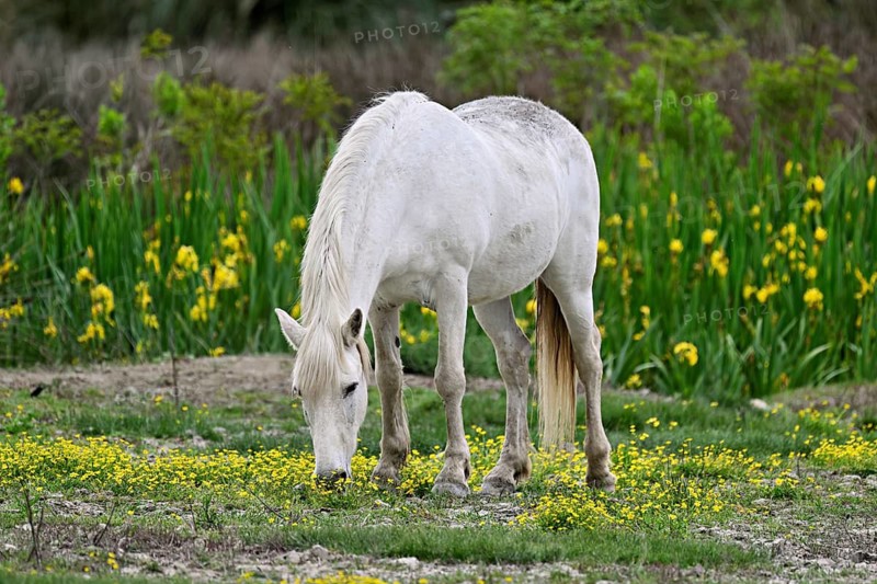 Camargue horse (Equus caballus), grazing in a meadow of yellow flowers in bloom, Saintes-Marie-de-la-Mer, Camargue, southern France, France