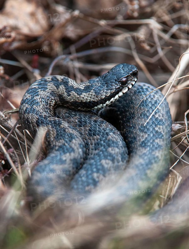 European adder, European viper, venomous snake, vipera berus, critters, poisonous, high size, portrait format, reptilia, reptiles, snakes, snakes
