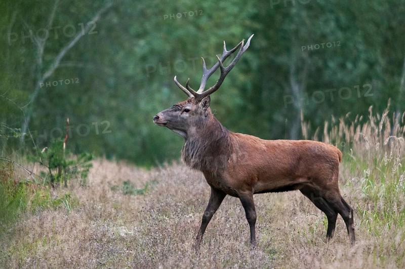 Artiodactyla, Brandenburg, Cervus Elaphus, Even-Toed Ungulate, Germany, Nabu, national natural heritage, natural paradise Grünhaus, cloven-hoofed, red deer, red deer, post-mining landscape, green house, deer, males, mammals, males, mammals, males, mammals