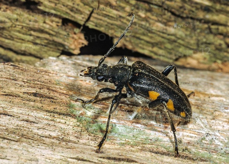 Brachyta interrogationis, mounted beetle, black-horned spotted ram, beetle, coleoptera, insects, beetles