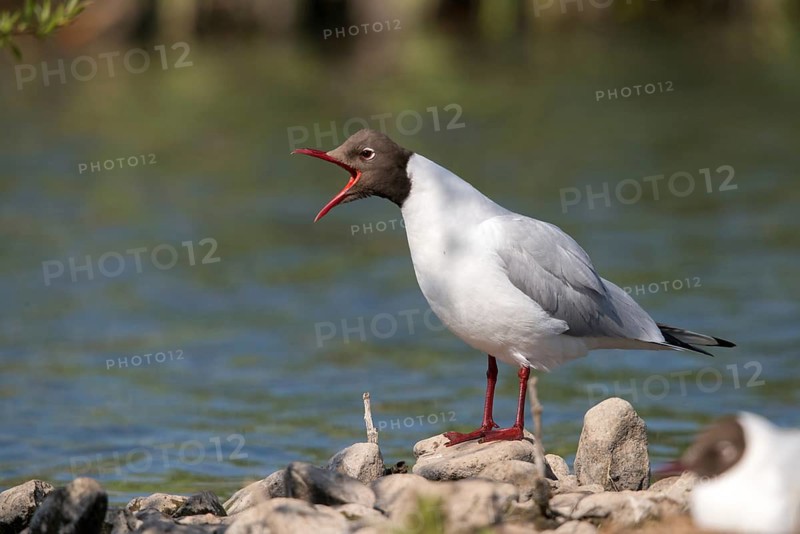 Black-headed gull, Chroicocephalus ridibundus, black-headed gull, Larus ridibundus, birds, charadriiformes, gulls, limicols, seagulls, birds