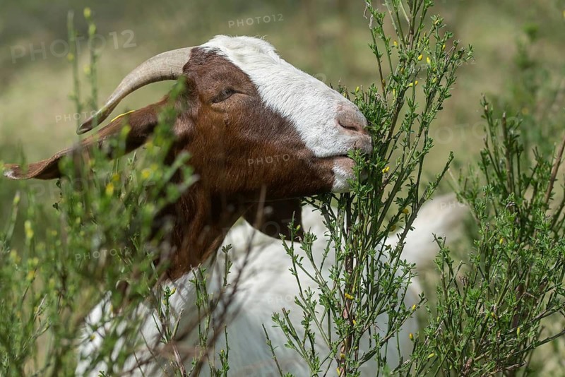 Artiodactyla, Boer goat, Capra aegagrus hircus sspec.1, even-toed ungulate, cloven-hoofed, domesticated animals, woody bite, pet, landscape management, landscape preservation, mammals, goat