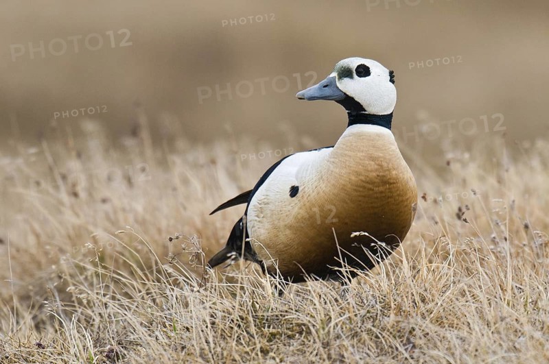 Steller's Eider (Polysticta stelleri) male, Alaska, USA
