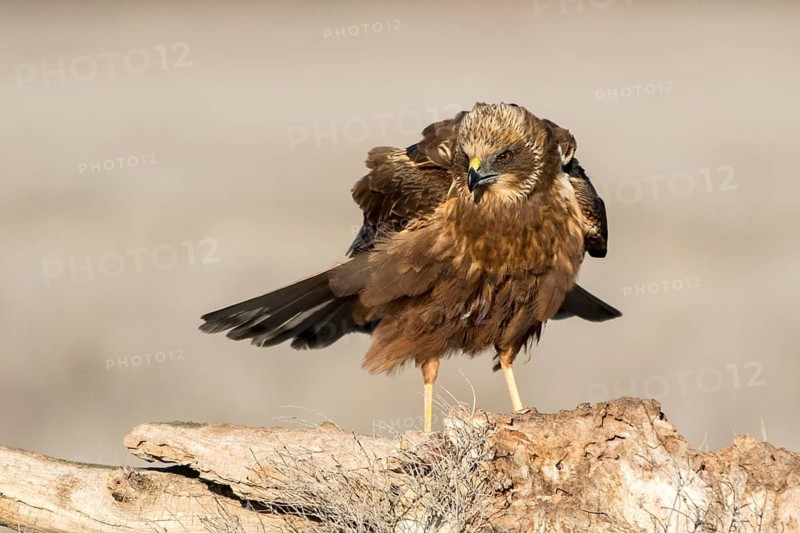 Western Marsh Harrier (Circus aeruginosus) male perched on a stump, Castile-La Mancha, Spain