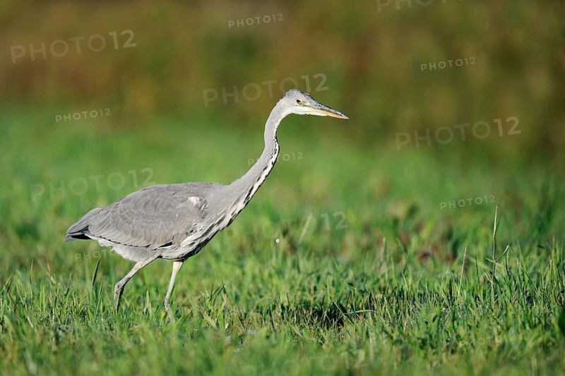 Grey heron (Ardea cinerea) foraging in a meadow, North Rhine-Westphalia, Germany