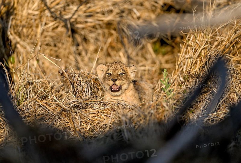 A young lion (Panthera leo) in its lair near Atzaró Camp, Okavango Delta, North-West District, Botswana