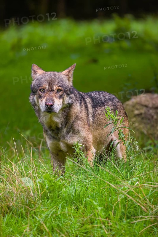 An adult male eurasian gray wolf (Canis lupus lupus) stands at the edge of the forest and watches something