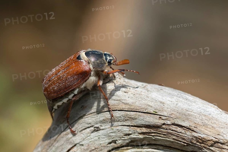 Leaf horn beetle, field may beetle, common may beetle, may bug, melolontha melolontha, scarabaeidae, beetle, cockchafer, coleoptera, doodlebug, insects, beetles