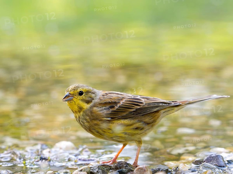 Yellowhammer (Emberiza citrinella), standing in shallow water, Solms, Hesse, Germany