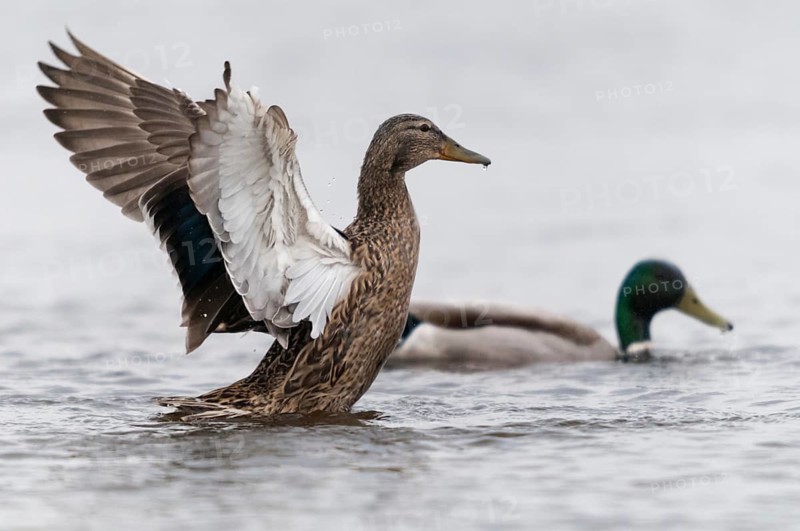 Anas platyrhynchos, mallard, mallard, anatidae, birds, ducks, ducks, ducks, female, birds, waterbirds, waterbirds, female