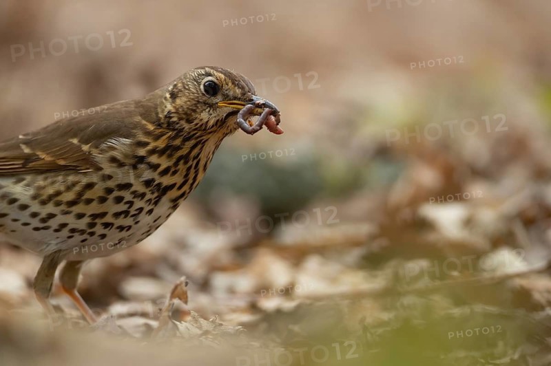 Song thrush (Turdus philomelos) adult bird carrying worms for food in its beak, England, United Kingdom