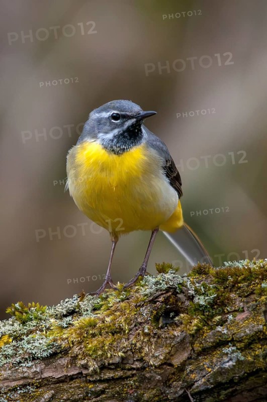 Mountain tail, grey wagtail, motacilla cinerea, birds, female, high size, portrait format, passeri, songbirds, birds, female