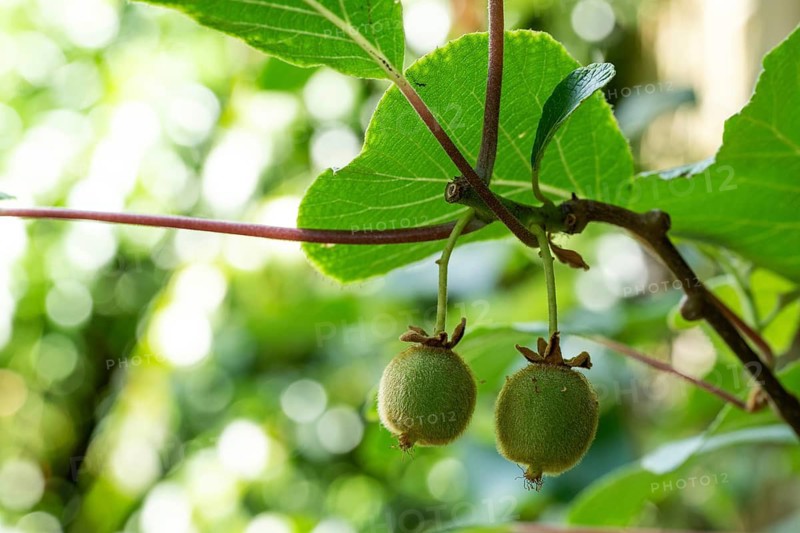 A kiwi or Chinese gooseberry (Actinidia deliciosa) growing on a wall, Chelsea Physic Garden, a historic botanical garden and the oldest botanical garden in London, founded in 1673 by the Worshipful Society of Apothecaries, Chelsea, England, United Kingdom