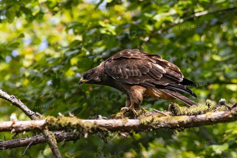 Honey buzzard (Pernis apivorus), a fledgling standing on a branch of a larch tree in a sunny, green forest in summer, Hesse, Germany