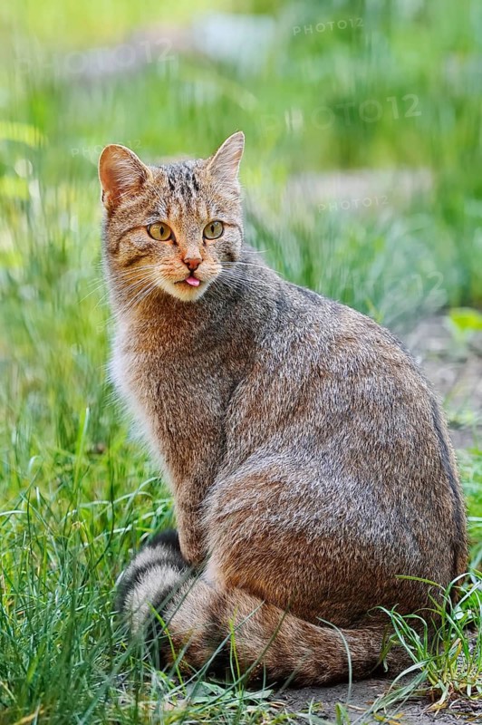 European wildcat (Felis silvestris silvestris), captive, Germany