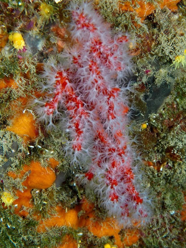 Red coral (Corallium rubrum) in an underwater reef, dive site: Cap de Creus Marine Reserve, Rosas, Costa Brava, Spain, Mediterranean Sea