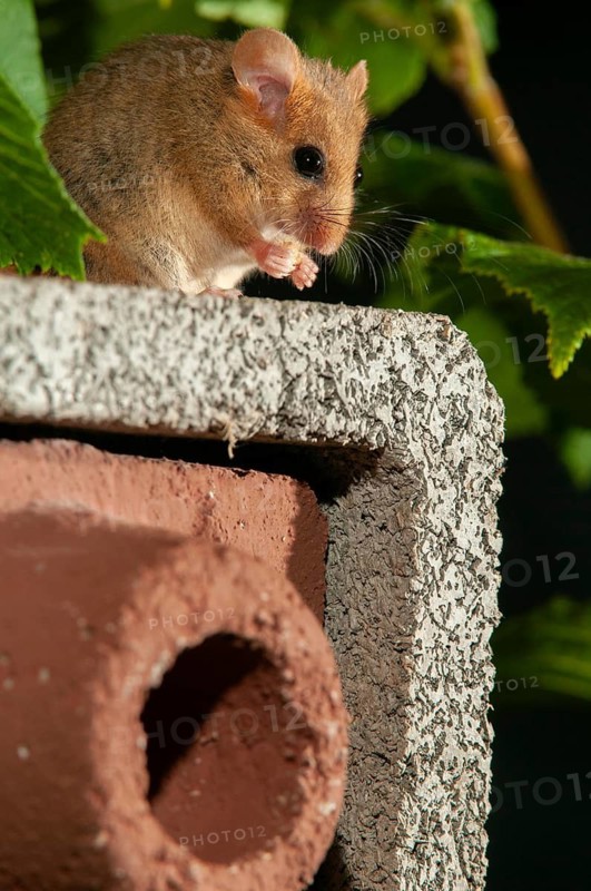 Hazel vole, Hazel dormouse, Muscardinus avellanarius, rodents, rodentia, bilche, dormice, dormouse, high size, portrait format, mammals, nesting aid, nesting box, rodents, sleepers, mammals