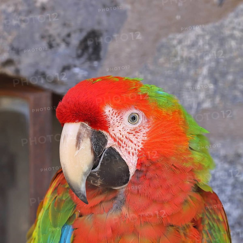Scarlet Macaw (Ara macao) animal portrait, captive, occurrence in South America, Hesse, Germany