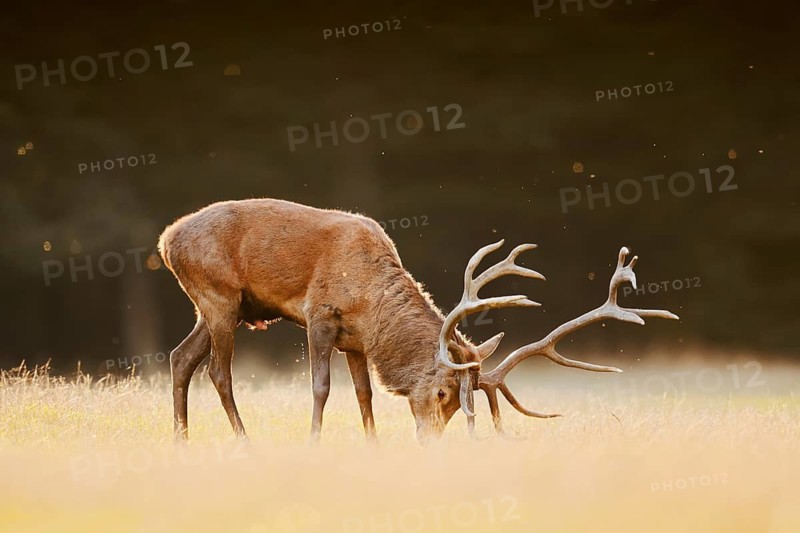 Red deer (Cervus elaphus), a stag standing with antlers spread in a meadow, rutting season, North Rhine-Westphalia, Germany