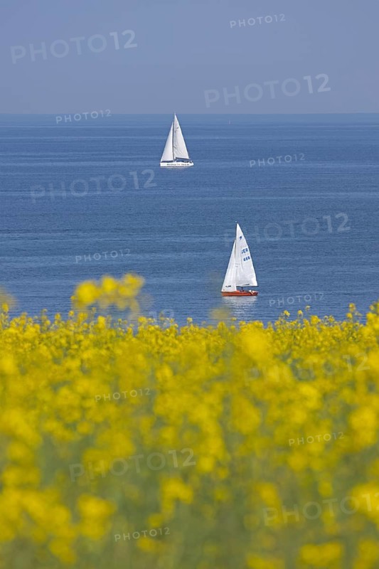 Sailing boats, rapeseed field, Baltic Sea, Altbülk, beaches, Schleswig-Holstein, Germany