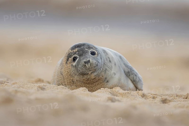 Atlantic grey seal (Halichoerus grypus) adult animal resting on sand of a beach, England, United Kingdom