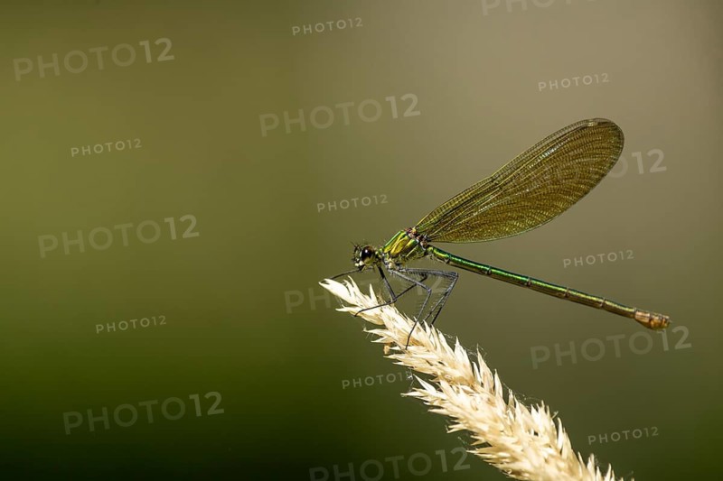 Macro photograph of a dragonfly with green wings on a plant against a calm background, Banded demoiselle (Calopteryx splendens), female, nature reserve, Speyer, Germany, Europe, Baden-Württemberg