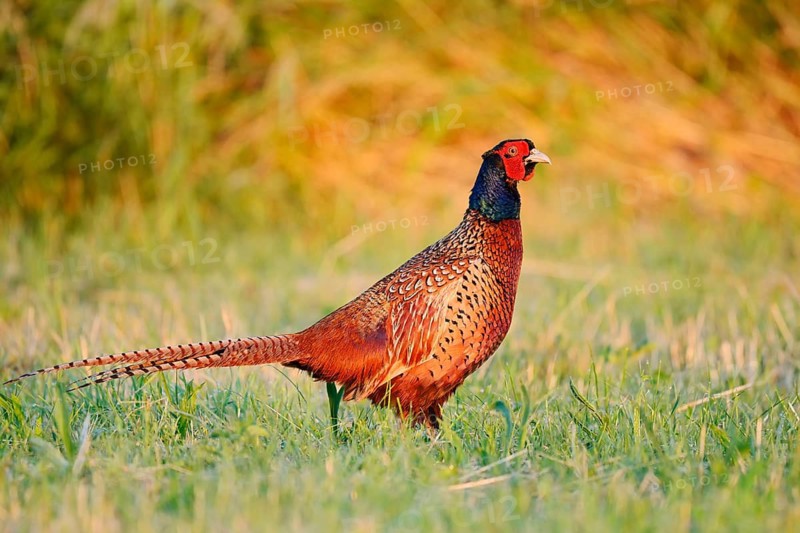 Hunting pheasant (Phasianus colchicus), cock standing in a meadow, North Rhine-Westphalia, Germany