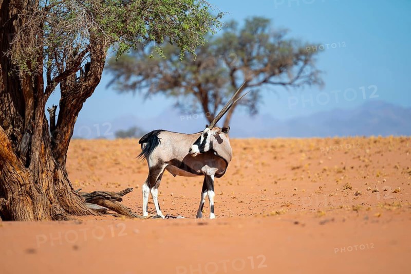 Oryx gazella, oryx antelope, Namib Desert, Namibia