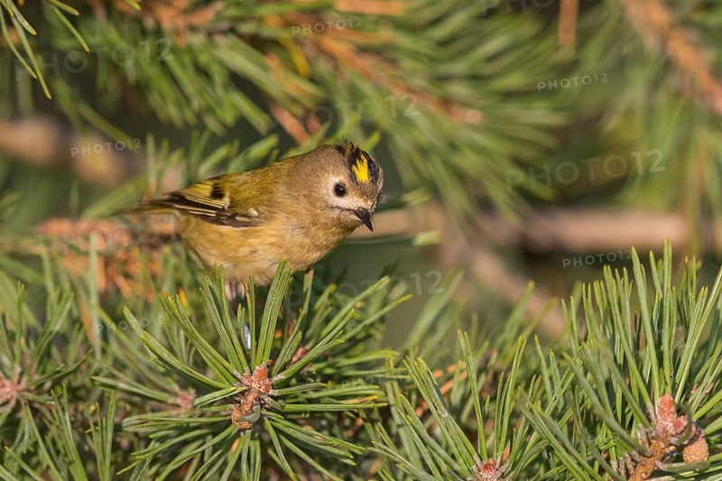 Wintergoldhähnchen, Goldcrest, Regulus regulus, Roitelet huppé, Reyezuelo Sencillo