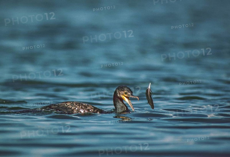 Black shag, cormorant, phalacrocorax carbo, birds, adolescent, juvenile, leo, pelecaniforms, ropedes, birds, waterbirds, waterbirds, waterbirds