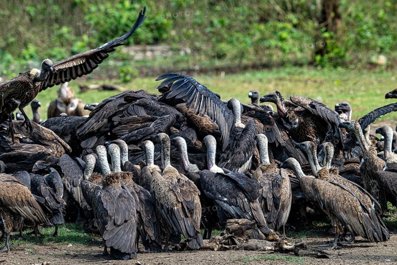Vultures, Bengal vulture, white-rumped vulture (Gyps bengalensis), Chitwan National Park, jungle, Nepal