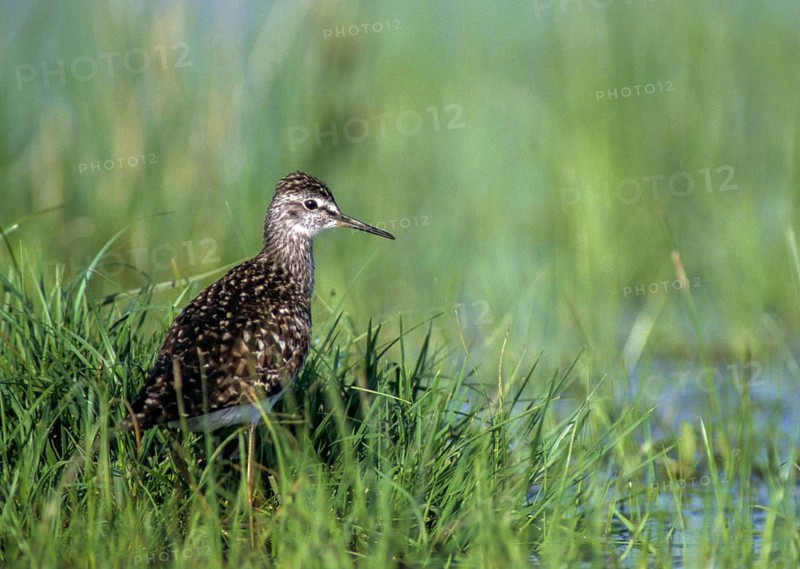 Bruchwassersträder, tringa glareola, birds, charadriiformes, leo, limikolen, snipe birds, scolopacidae, birds, waders