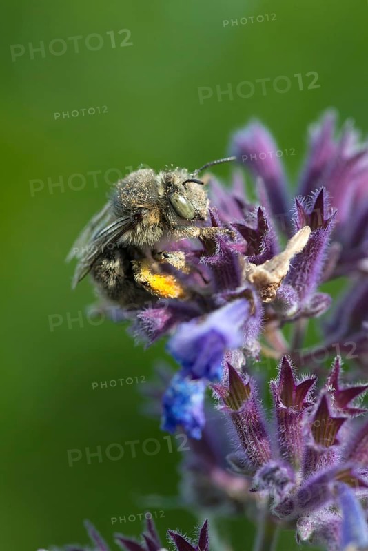 Anthophora acervorum, anthophora plumipes, apidae, bees, spring fur bee, common fur bee, hairy-footed flower bee, hymenoptera, spring flower bee, high size, portrait format, insects, insects