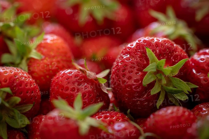 Freshly picked strawberries, Baden-Württemberg, Germany