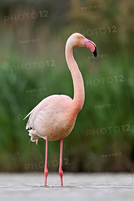 A greater flamingo (Phoenicopterus roseus), standing in the water, Camargue Regional Nature Park, southern France