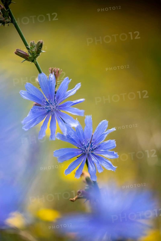 Asteraceae, cichorium intybus, common chicory, common chicory, daisy, chicory, flora, high size, vertical format, plants, plants