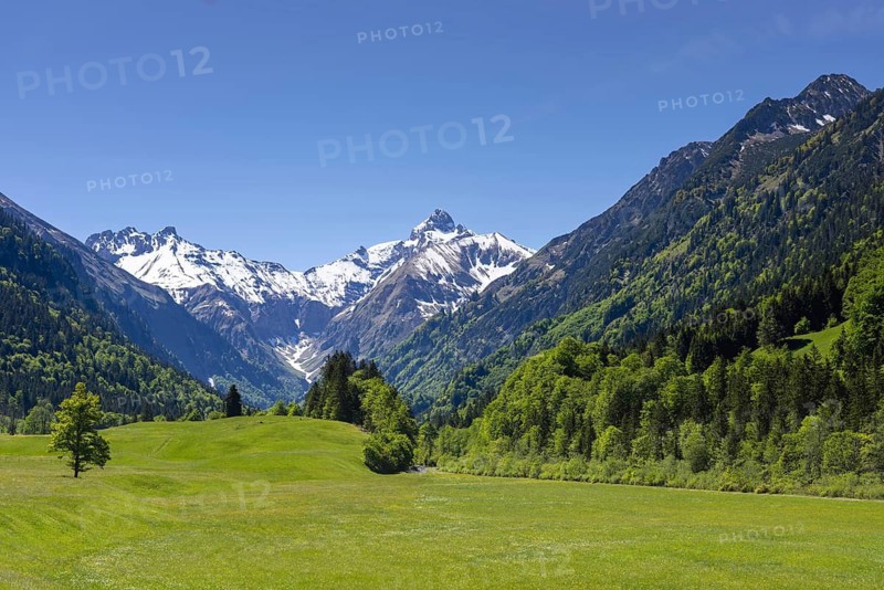 Spring meadow in the Trettach Valley, near Oberstdorf, behind it the Trettachspitze, 2595m, Allgäu Alps, Allgäu, Bavaria, Germany