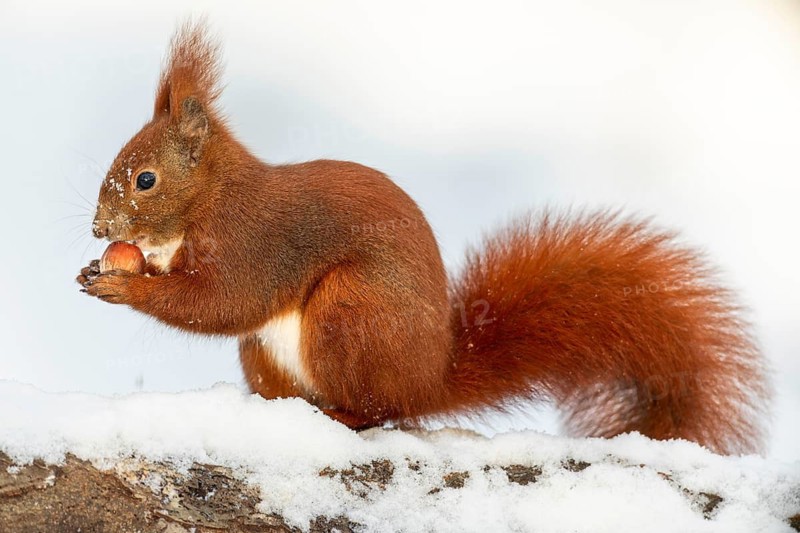 The squirrel (Sciurus vulgaris) holds the hazelnut with its front paws and then pushes it into its mouth for transport, winter, snow, cold, sweet, cute, winter food, December, Germany