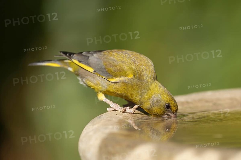 European greenfinch (Chloris chloris) adult male garden bird drinking on a water bird bath, England, United Kingdom