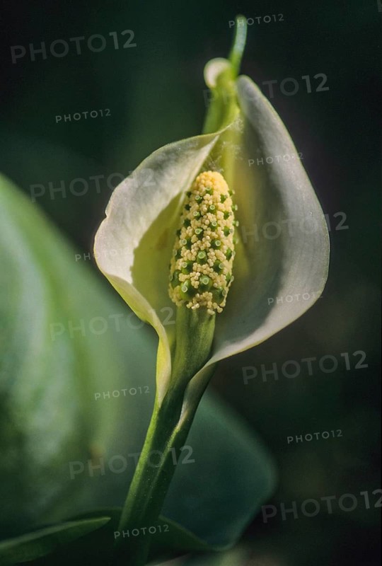 Araceae, arum stalk, bog arum, calla palustris, dragon root, marsh calla, flora, high size, portrait format, plants, plants