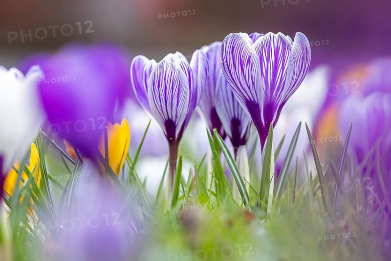 Close-up of lilac and white crocuses (Crocus sp.) blooming in flower garden in late winter, early spring