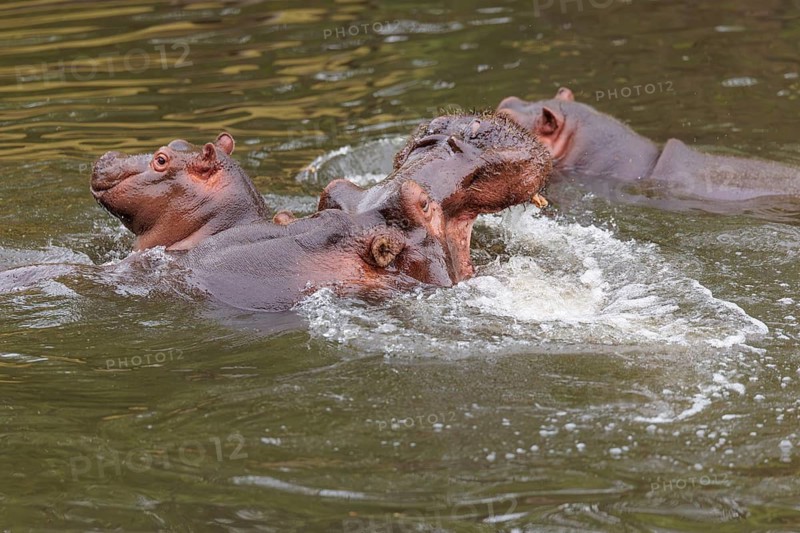 A young hippopotamus (Hippopotamus amphibius) plays with its mother in the water. A third hippopotamus gets too close and is chased away. Democratic Republic of the Congo, Uganda, Tanzania, Kenya, Ethiopia, Somalia, Sudan, Gambia, South Africa